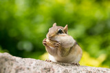 Fototapeta Zwierzęta - Chipmunk having peanuts