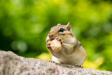 Fototapeta Zwierzęta - Chipmunk having peanuts