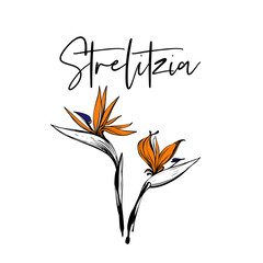 Greeting card with beautiful strelitzia and strelitzia calligraphy, phrase, word. Tropic outline floral illustrations. Tropical collection. Sketch watercolor style. Hand drawn line on white background