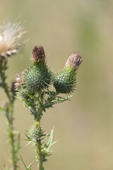 Wall Mural - Distel