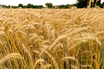 Golden field of grain