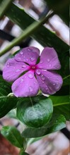 Closeup Of Pink Periwinkle Flower