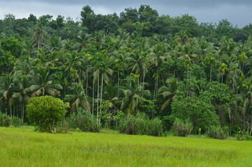 Paddy field and the coconut trees green beauty of tropical village