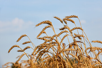 ears of wheat on blue sky