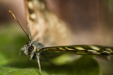 Canvas Print - The speckled wood butterfly