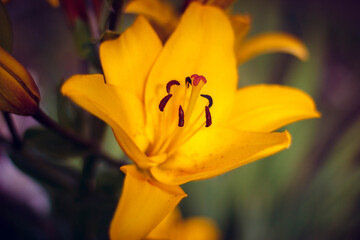 yellow flowers blooming in the garden