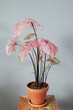 Zimmerpflanze mit pinken Blättern (Caladium 'Spring Fling') auf einem Beistelltisch