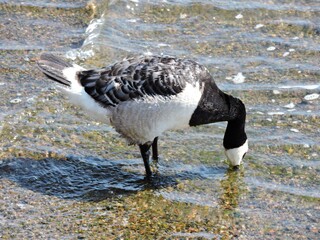 Wall Mural - canada goose on beach