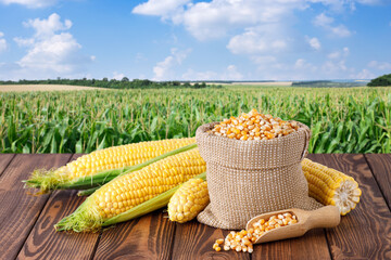 Wall Mural - fresh corn cobs and dry seeds in bag