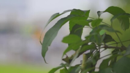 Wall Mural - Leaves on a tree