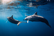 Family Of Spinner Dolphins In Tropical Ocean With Sunlight. Dolphins In Underwater