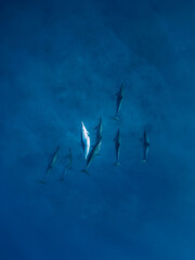 Wall Mural - Family of Spinner dolphins in tropical ocean with sunlight. Dolphins in underwater