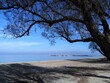 Tamarisk tree on the beach. Peraia beach, suburb of Thessaloniki, Greece.