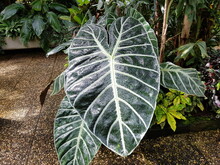Alocasia Korthalsii, Araceae Family. Borneo