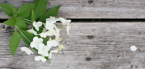  Jasmine flowers on the wooden table. Bouquet of flowers. Banner size with copy space. Nice background with white flowers and empty space for text.