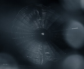 spider web on dark background