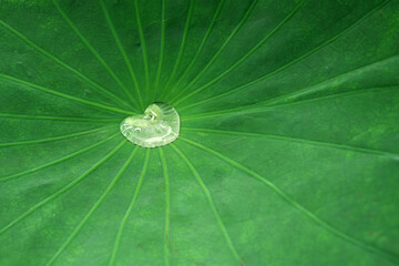Wall Mural - Heart-shaped water droplet on green lotus leaf　ハート形の水滴 ハスの葉