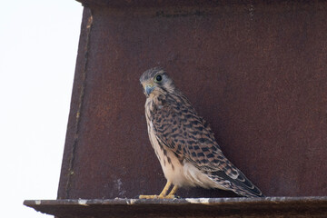 Young european common Kestrel sits on metal. Falco tinnunculus