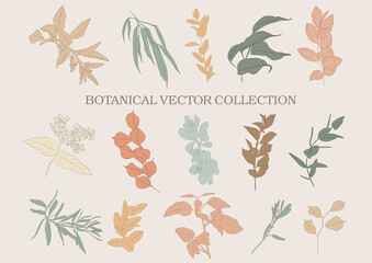 Botanical garden. Vector collection of hand drawn plant elements