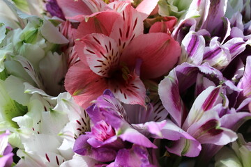 Wall Mural - close up of colorful flowers background