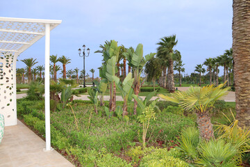 palm trees and plants in a beautiful public green park. natural environment background and backdrop 