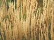 Ornamental grass with selective focus and blurred background. 
Feather Reed 