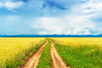 Rural dirt road in the field landscape