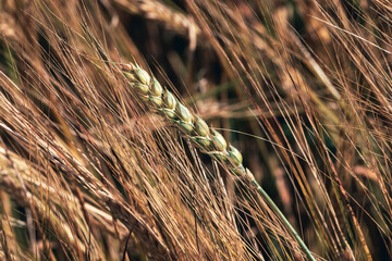 golden wheat field