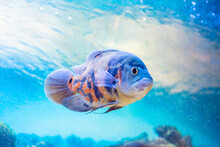 Astronotus Ocellatus Is A Popular Aquarium Fish In The Cichlid Family