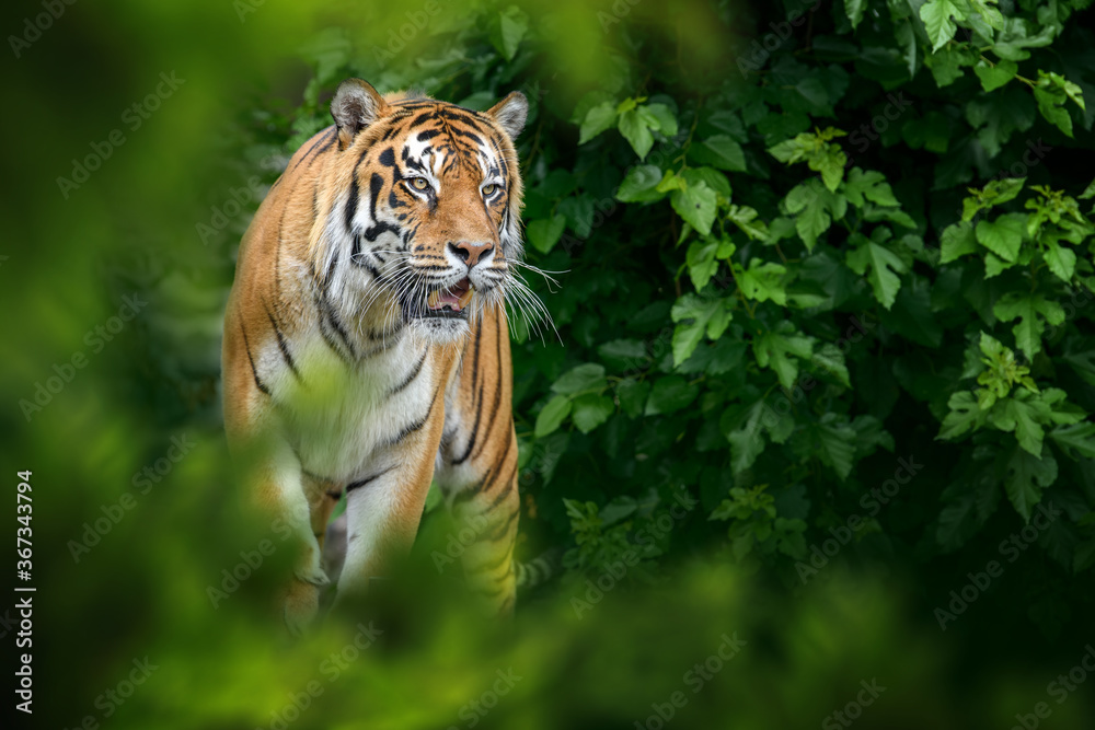 Tiger, wild animal in the natural habitat - obrazy, fototapety, plakaty 