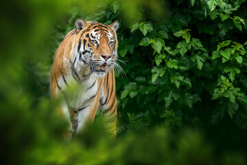 tiger, wild animal in the natural habitat