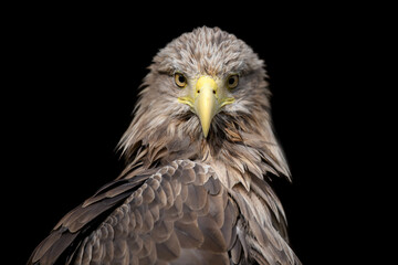 Poster - White-tailed eagle portrait on black background