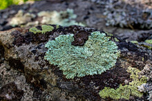 Light Green Lichens In The Shape Of A Heart Close-up On A Stone In The Forest. Flavoparmelia Caperata