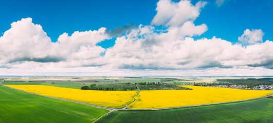 Wall Mural - Aerial View Of Agricultural Landscape With Flowering Blooming Rapeseed, Oilseed In Field Meadow In Spring Season. Blossom Of Canola Yellow Flowers. Beautiful Rural Landscape In Bird's-eye View