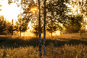 sunset in the forest