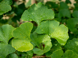 Wall Mural - Ginkgo biloba rain drops on a leaf