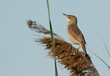 Clamorous reed warbler perched on a tall grass