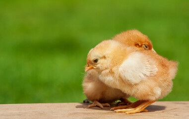 Newborn chicken family. Animal friendship.