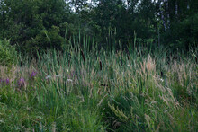 Summer Green Vegetation In A Swampy Forest Area