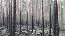 Forest Fires And Environmental Disaster. Burned Pine Trees. Charred Trees After A Forest Fire. 	
