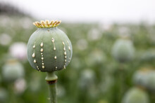 Detail Of Poppy Head With Opium Latex Flowing From Immature Macadamia (Poppy Seed - Papaver Somniferum), In The Field Of Bloming Poppy, Illegal Harvesting Of Narcotics