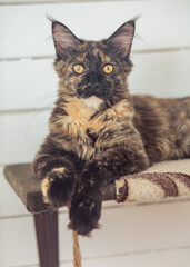 Wall Mural - Beautiful fluffy multi colored black maine coon kitten looking curios yellow eyes. Closeup