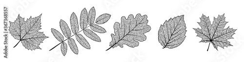 Fotografía Set of vector texture leaves
