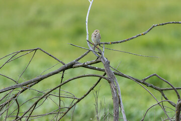 Sticker - Corn Bunting (Emberiza calandra). Russia