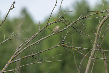 Sticker - Corn Bunting (Emberiza calandra). Russia