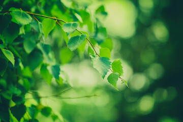Wall Mural - birch branch with green leaves on blurred bokeh background. selective soft focus. beautiful nature.