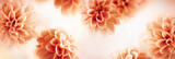 Autumn floral composition made of fresh dahlia on light pastel background. Festive flower concept with copy space.