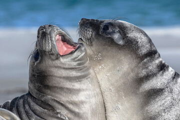 Wall Mural - Southern Elephant Seal pups play fighting