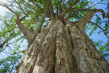 relict cypress on a high-mountain lake in the Sukko valley on the Black Sea coast on a hot summer sunny day