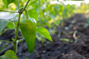 Wall Mural - Sweet green pepper growing in the vegetable garden. Ripe bell pepper in the garden. Ripening bell peppers on a garden bed close-up. Cultivation of vegetables.